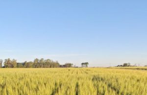 El trigo crece en el norte