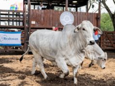 “El norte necesita volver a incorporar sangre Brahman”