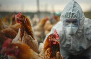 Detectan influenza aviar en una granja avícola bonaerense