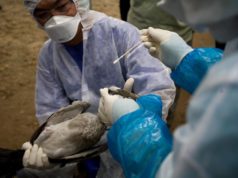 Detectan influenza aviar en aves de traspatio en Buenos Aires