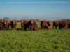 Ponen a prueba 27 toros Limangus en condiciones de pastoreo