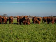 Ponen a prueba 27 toros Limangus en condiciones de pastoreo