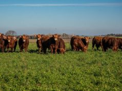 Limangus mostró su potencial carnicero en una prueba en Uruguay