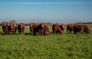Limangus mostró su potencial carnicero en una prueba en Uruguay