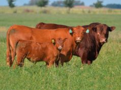 “El mundo pide novillos pesados y Limangus responde”