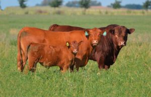 “El mundo pide novillos pesados y Limangus responde”