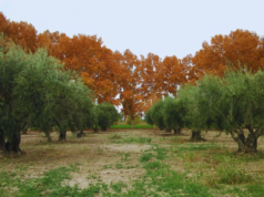 Certifican la Indicación Geográfica para el olivo sanjuanino