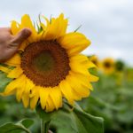 Girasol1
