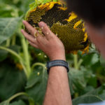 Girasol3 (1)
