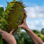 Girasol7 (1)