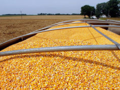 El maíz marcó un nuevo récord de ventas externas en marzo