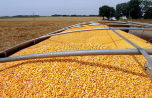 El maíz marcó un nuevo récord de ventas externas en marzo