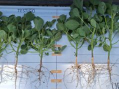 Novonesis lanzará oficialmente Nitragin Genesis