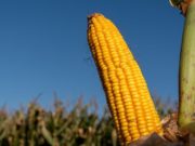 La clave genética y económica para fortalecer la estabilidad del maíz tardío