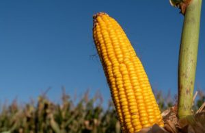 La clave genética y económica para fortalecer la estabilidad del maíz tardío