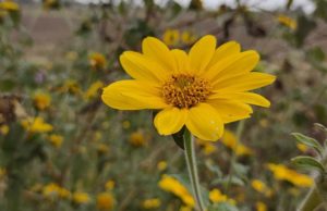 Pasto cubano: impulsan capacitación para mejorar su control