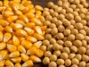 Maíz, trigo y girasol impulsaron una campaña récord de granos