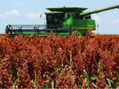 Campaña 2024/25: el sorgo creció en superficie y producción