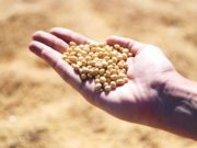 Semillas: el Gobierno fijó un protocolo para controlar la identidad varietal