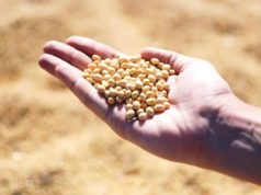 Semillas: el Gobierno fijó un protocolo para controlar la identidad varietal