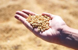 Semillas: el Gobierno fijó un protocolo para controlar la identidad varietal
