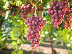 Compo Expert refuerza su oferta para cultivos intensivos