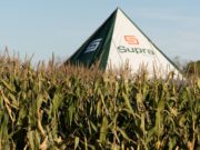 Cómo ajustar el manejo de maíz ante un escenario de alta disponibilidad hídrica