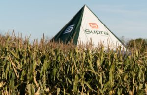 Cómo ajustar el manejo de maíz ante un escenario de alta disponibilidad hídrica