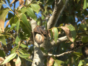 La nuez pecán gana protagonismo en el agro