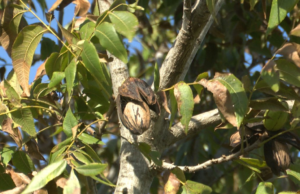 La nuez pecán gana protagonismo en el agro