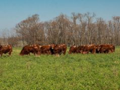 Mayor eficiencia, clave para la rentabilidad ganadera