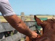 Antiaftosa: ya se vacunó más del 80% del rodeo menor en Chaco