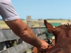 Antiaftosa: ya se vacunó más del 80% del rodeo menor en Chaco