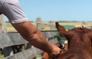 Antiaftosa: ya se vacunó más del 80% del rodeo menor en Chaco