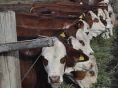 Probióticos para una producción animal más eficiente