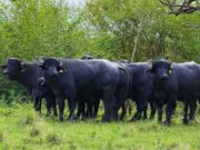 Argentina alcanzó las 205.000 cabezas de búfalos
