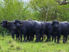 Argentina alcanzó las 205.000 cabezas de búfalos