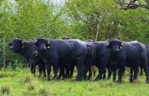 Corrientes será sede del primer Congreso Internacional Bubalino
