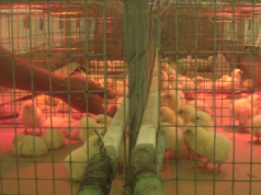 Probióticos, una alternativa natural para fortalecer la avicultura