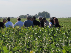 Soja: elección de tecnología y grupos, claves para encarar la siembra