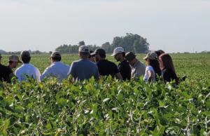 Soja: elección de tecnología y grupos, claves para encarar la siembra