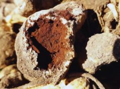 Utilizan biotecnología para acelerar la resistencia a enfermedades