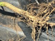 Nitragin Genesis: ciencia y soluciones para una soja más eficiente