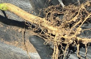 Nitragin Genesis: ciencia y soluciones para una soja más eficiente