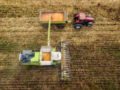 Una nueva lectura del lote con genética moderna