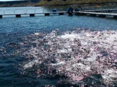 Histórica apertura de mercados andinos para la trucha argentina