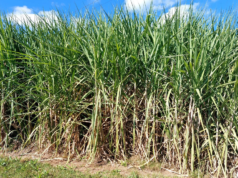 Caña de azúcar: el INTA avanza con IA para mejorar la implantación