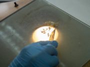 Inase extiende plazos para asegurar la pureza varietal