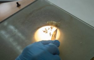 Inase extiende plazos para asegurar la pureza varietal