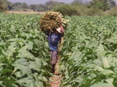 El trabajo rural seguirá siendo compatible con planes sociales